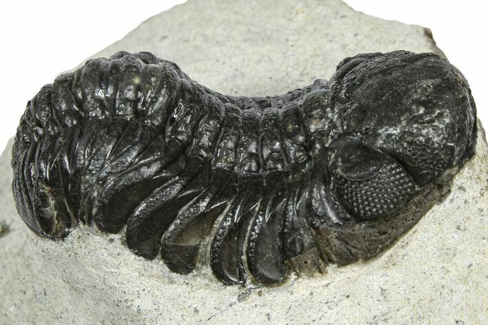 Bargain, Austerops Trilobite - Ofaten, Morocco #372445